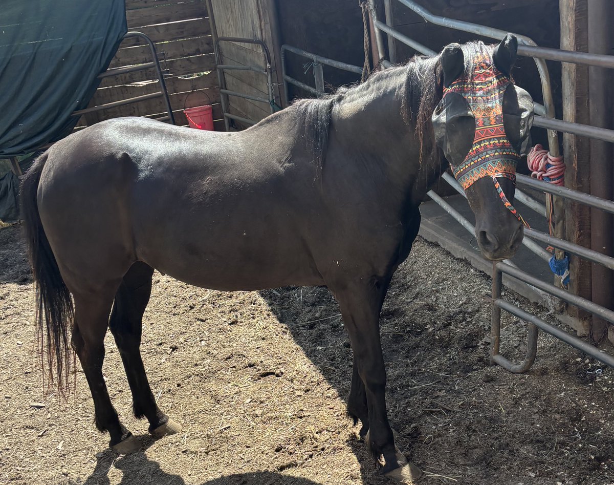 We are still pushing to finish our grain fundraiser! We need $446 to finish up for the month. This allows us to continue to help horses like Waylon, one of our 32 year old Sanctuary friends! Can you make a donation?! 

paypal.com/donate/?campai…