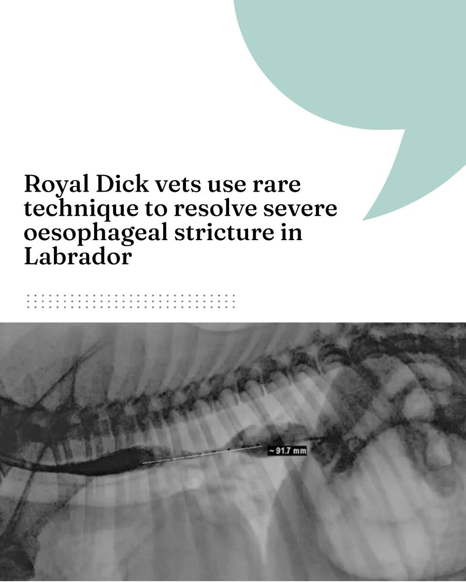Royal Dick vets use rare technique to resolve severe oesophageal stricture in Labrador

 vettimes.com/news/vets/smal…