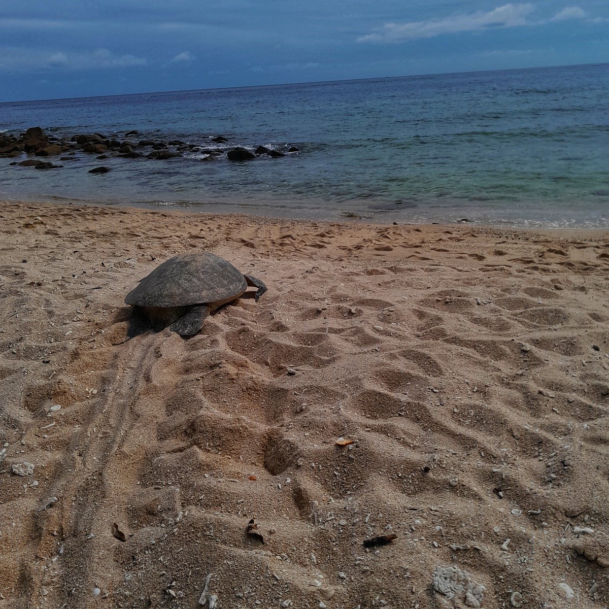 Today at the <a href="/SeatruUMT/">SEATRU.UMT</a> 
This Green turtle mama came to nest and got caught up in some ropes.
Found her in the morning and disentangled her.
There she goes... Hopefully she comes back for more nesting as they can nest upto 8 times in one season.