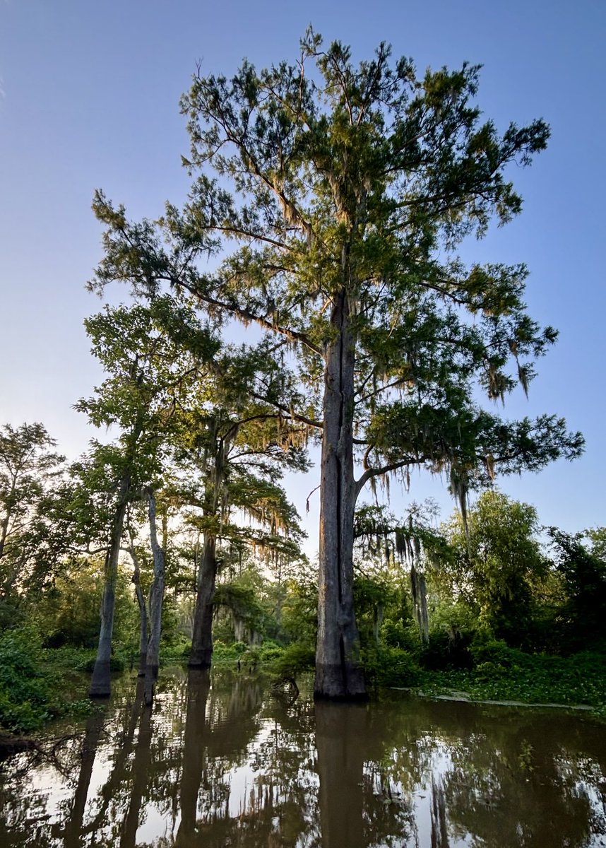 Land of the Giants indeed, very healthy 2,000 plus year old hollow Bald Cypress, truly amazing!