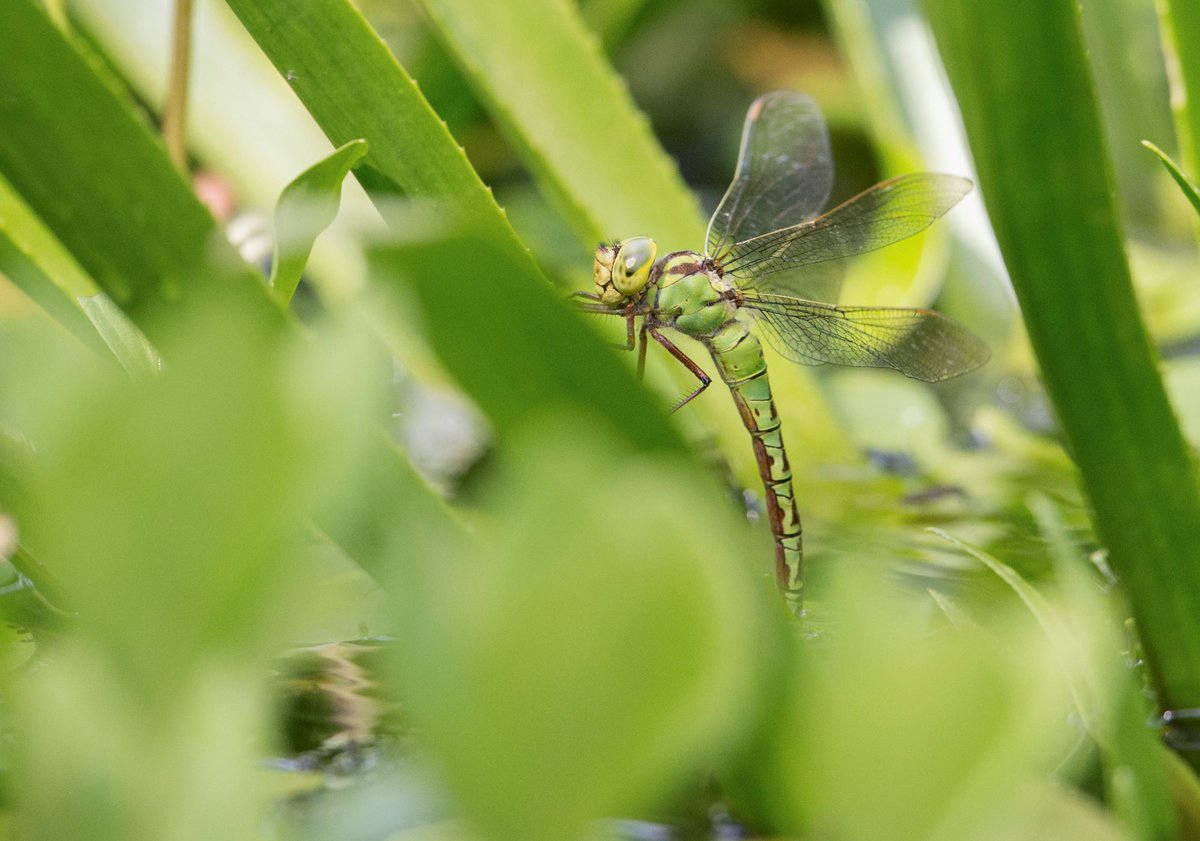 Provincie Utrecht blijft zich inzetten voor een gezonde, groene leefomgeving. Dat zegt gedeputeerde Mirjam Sterk in reactie op de Rapportage Natuur 2021-2023, waaruit blijkt dat veel planten en dieren in het landelijk gebied verdwenen zijn. Meer weten?  bit.ly/4n3kxTf