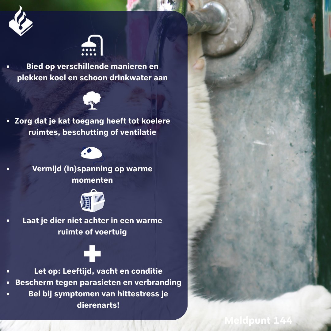 Katten kunnen niet effectief zweten om af te koelen. Ze raken hun warmte vooral kwijt via hun bek, voetzolen en door rust te houden. 

⬇️Check de hittetips voor #katten⬇️

Eigenaar kat onbekend: Zoek schaduw en ☎️#Dierenambulance
Verwaarlozing of overleg: 📞144 #linkinbio