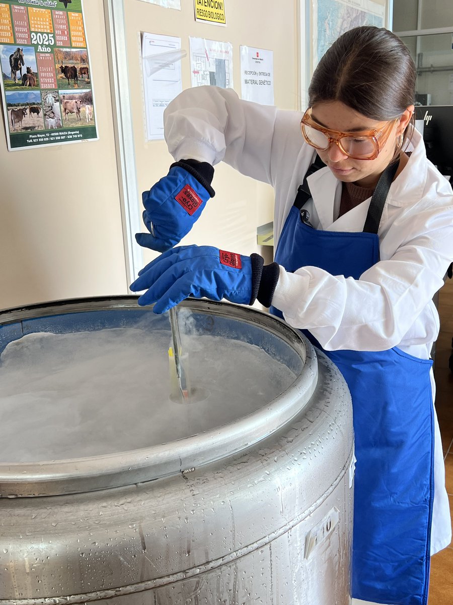 🐂 El Banco de Germoplasma Animal del IMIDRA conserva más de 100 mil dosis seminales de cientos de razas de ganado.

🐏 Está en el Censyra #colmenarviejo , donde trabajamos en programas de I+D para mejora genética, selección, reproducción y conservación de especies y razas.
