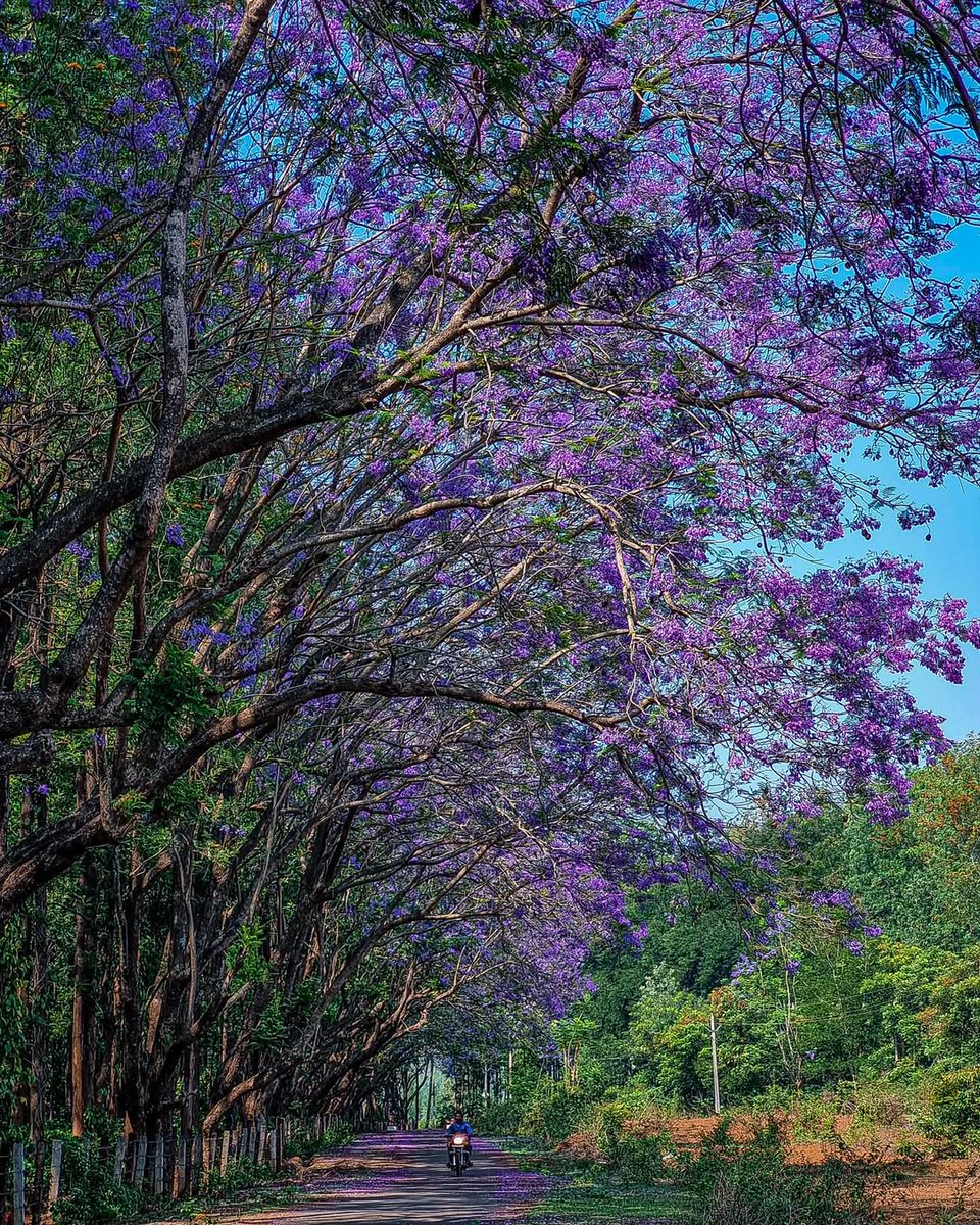 India Aesthetica tweet media