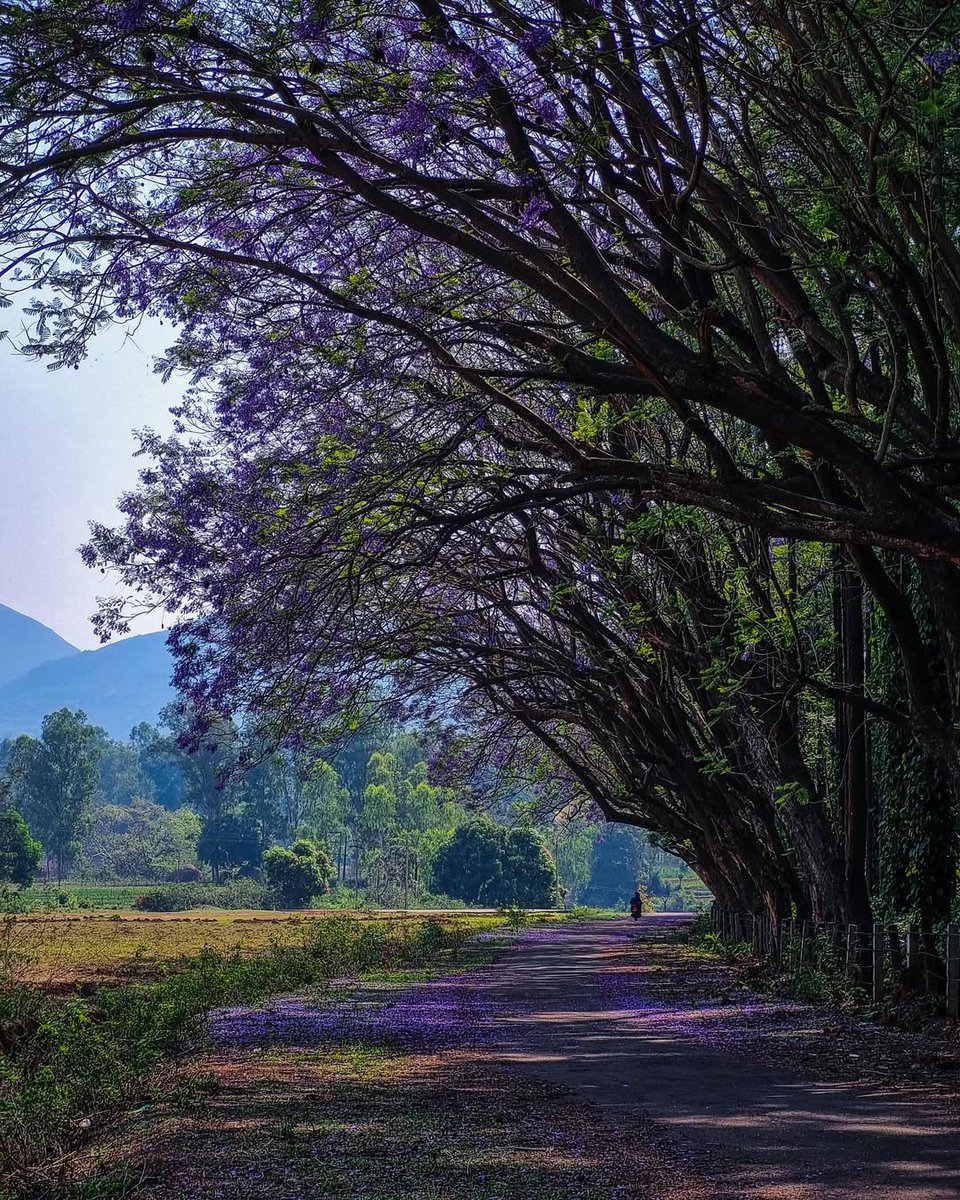 Spring in Koraput , Odisha 🟣🍂🇮🇳