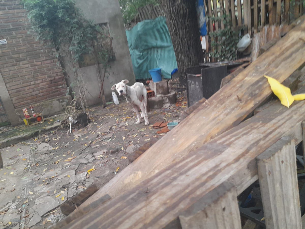 RAQUEL TERESITA MAITA (@raquelmait) on Twitter photo CASO URG DE MALTRATO, SE NECESITA TRANSITO DE MANERA URG Y AYUDA PARA IR A SACAR A ESTE PERRITO , SE LA PASA LLORANDE DE HAMBRE, ESTA MURIENDO, +54 9 11 3205‑6173 ZONA PILAR
<a href="/AlmasDeLaCalle/">Almas De La Calle</a>
<a href="/peludospeques3/">pequeños peludos argentina ok</a>
<a href="/protegealanimal/">PROTECCION ANIMAL - ARGENTINA</a>
<a href="/grace_luca/">grace De Luca</a>
<a href="/Gaby_Gege/">🐕GABYGEGE🐈⚪🔴⚪🇦🇷🧉🏆🏆🏆</a>
<a href="/BontCris/">Derecho Animal y Medio Ambiente</a> CASO URG DE MALTRATO, SE NECESITA TRANSITO DE MANERA URG Y AYUDA PARA IR A SACAR A ESTE PERRITO , SE LA PASA LLORANDE DE HAMBRE, ESTA MURIENDO, +54 9 11 3205‑6173 ZONA PILAR
<a href="/AlmasDeLaCalle/">Almas De La Calle</a>
<a href="/peludospeques3/">pequeños peludos argentina ok</a>
<a href="/protegealanimal/">PROTECCION ANIMAL - ARGENTINA</a>
<a href="/grace_luca/">grace De Luca</a>
<a href="/Gaby_Gege/">🐕GABYGEGE🐈⚪🔴⚪🇦🇷🧉🏆🏆🏆</a>
<a href="/BontCris/">Derecho Animal y Medio Ambiente</a>