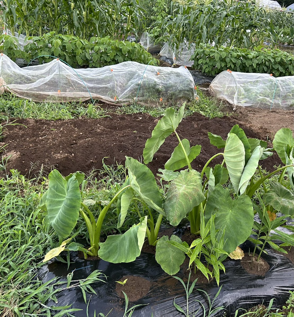 今日は夕方近くの体験農園で野菜の収穫
天候晴れ 28℃ 
収穫したもの
・キュウリ
・ミニトマト
・小カブ⇒全て収穫完了
・ジャガイモ⇒春ジャガは全て収穫完了