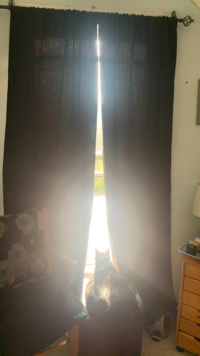 LynneMcbri8140's tweet image. @SeanAll1978 good thing you bought me awesome black out curtains 😑 unfortunately #LadyCat had other ideas this morning! 🤣 #GoodMorning #sunshine #Wednesday