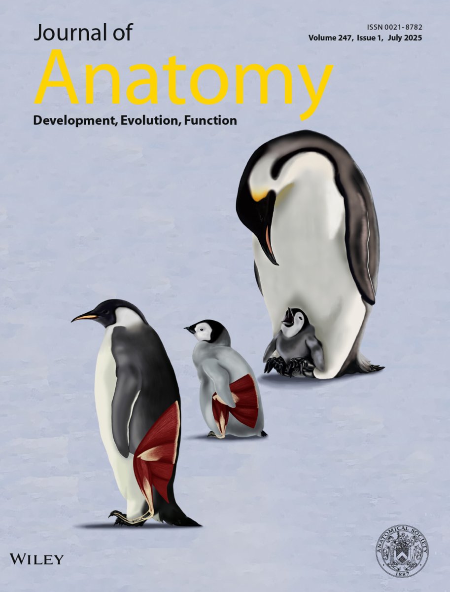 We welcome Volume 247 with this fantastic image from work by Sosa et al. This study provides the first comprehensive description of the hindlimb musculature of the Emperor Penguin (Aptenodytes forsteri) across different ontogenetic stages. doi.org/10.1111/joa.14…