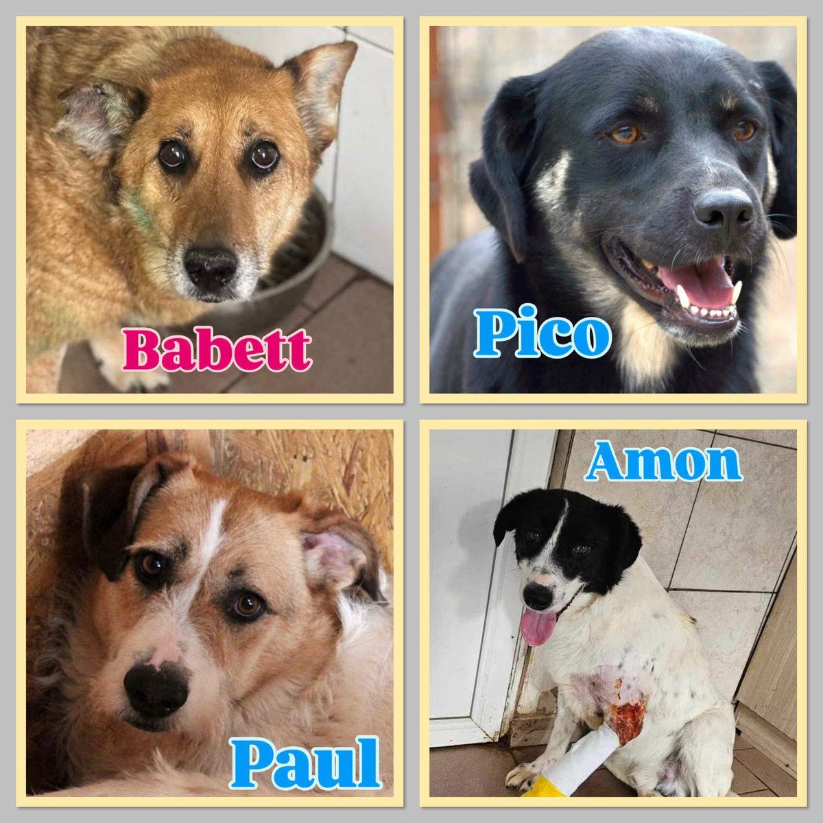 ProDogRomania tweet media