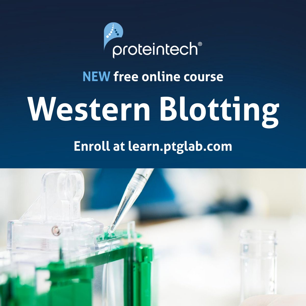 Proteintech's tweet image. Free Western blotting online course now available on the Proteintech Learning Portal.

Enroll here: learn.ptglab.com/westernblot?ut…

#WesternBlot #FreeCourse #ProteinDetection #PhDTraining #LearningPortal