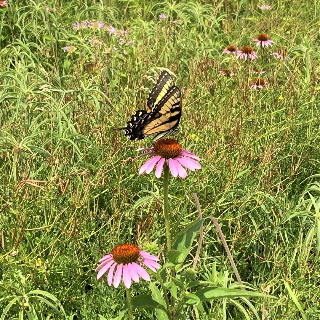 You can help Minnesota’s pollinators in your yard by planting native pollinator-friendly plants, replacing grass with low-maintenance plants, planting a tree, and eliminating pesticides. Learn how: hennepin.us/climate-action… 

#Pollinators #NativePlants #Bees #SustainableLandscaping