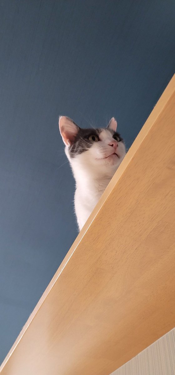 #今日のこゆたん
キャットウォークの上から

#猫
#猫のいる暮らし
#cat