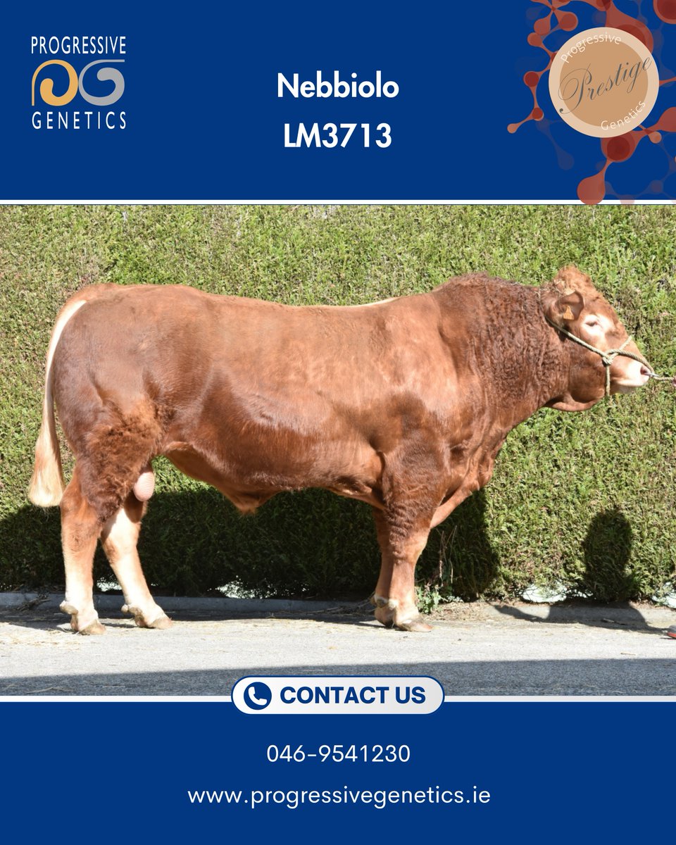 🌟Nebbiolo (LM3713) 🌟 

✅ The full package- Replacement, Terminal &amp; Docility.
✅ Nebbiolo daughters have performed exceptionally well in Moussours for milk, fertility and calving ability.
✅Progeny have excellent weight for age and shape.