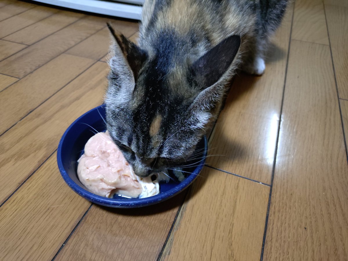 ミケさんが来たので子猫と対面させたのだけれど、ミケさんが他の猫に興奮して怒ってしまい、子猫を見ても分からず、子猫たちも怖くて唸って親子の触れ合いできず。