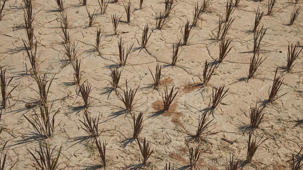 OneEarth_CP's tweet image. The Cell Press Forum on drought & water (in)security, featuring Bridget Scanlon @UTAustin, Chris Funk @ucsantabarbara, Luxon Nhamo @WaterResearchSA & Maria Rusca @OfficialUoM is available on demand. Explore how climate-driven drought is reshaping lives. hubs.li/Q03sC4bF0
