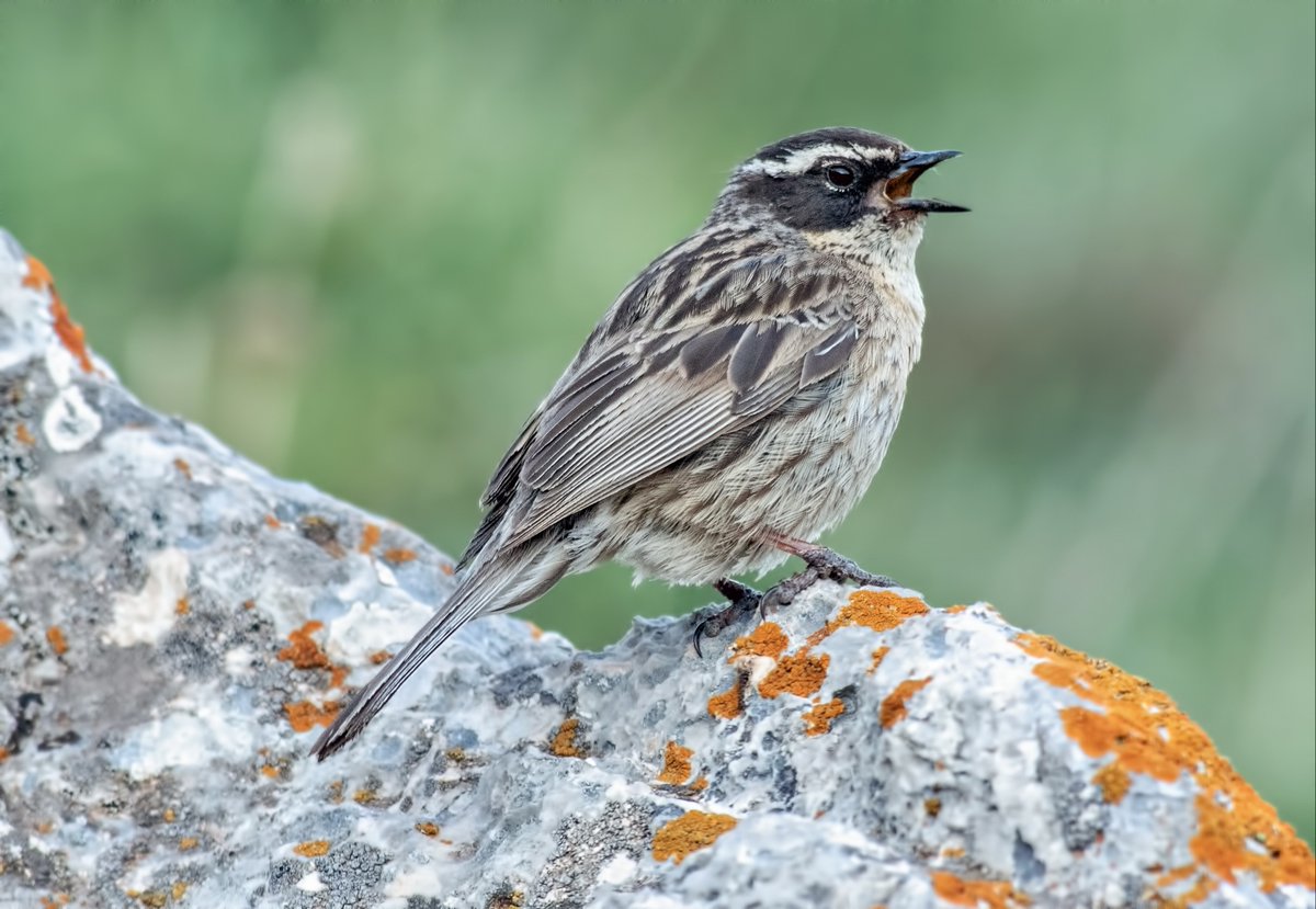 WhitleyBirder's tweet image. Radde’s Accentor from Demirkazik Tepe, one of our big targets in Turkey. We saw a minimum of seven birds around the viewpoint including recently fledged youngsters, and three singing males, often totally unfazed by our presence!