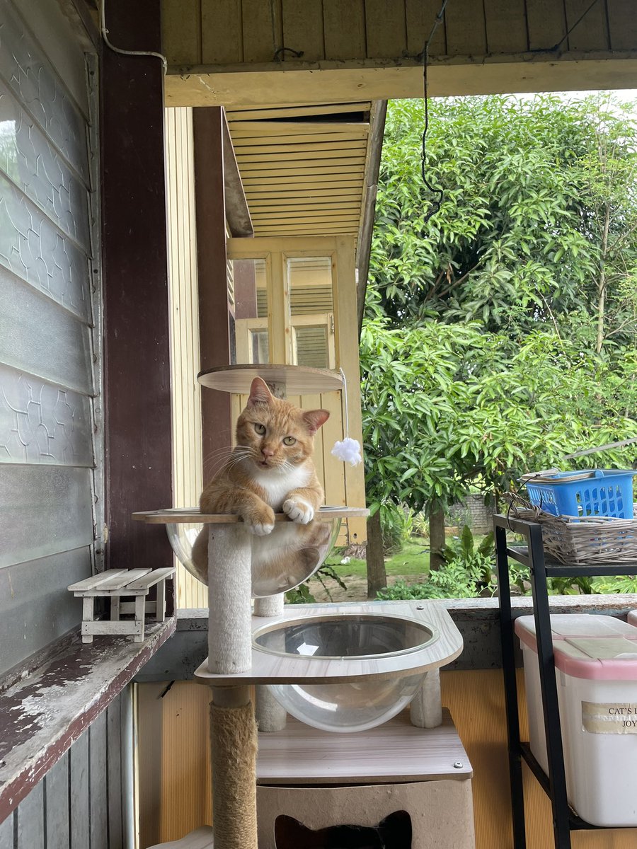 niinaabiha's tweet photo. Jarang jarang sekali dapat tengok Tangerine lepak dalam bowl atas ni. Selalu dapat dengan Ello je bowl paling atas 😂 

I'm speechless, my baby so cute 😭😭🧡🧡 https://t.co/WP26UOxU6P