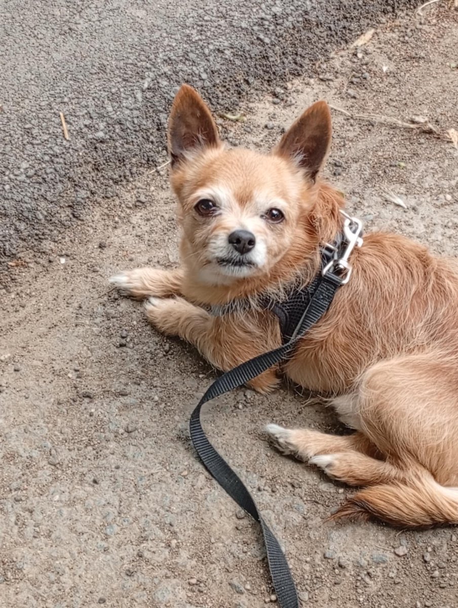 Facebook
Céline Daniel
📷 IMPORTANT 📷
Elvis, mon petit chien, a été volé sur Panazol. Il ne peut pas s'être enfui car il était fermé dans la maison et sa petite taille ne lui permet pas d'ouvrir une porte.
Sa panière a été retrouvée devant la porte d'entrée, ce qui confirme