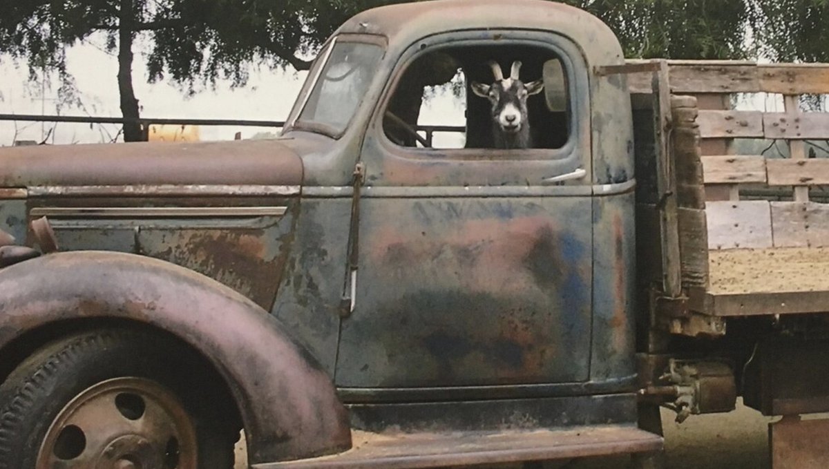 Good grand rising dear ones!

It's a goat my Lord in a flatbed Ford slowing down to take a look at me. 

We may lose or we may win, but we'll never be here again, so I hope you enjoy your day and take it easy! 🤣