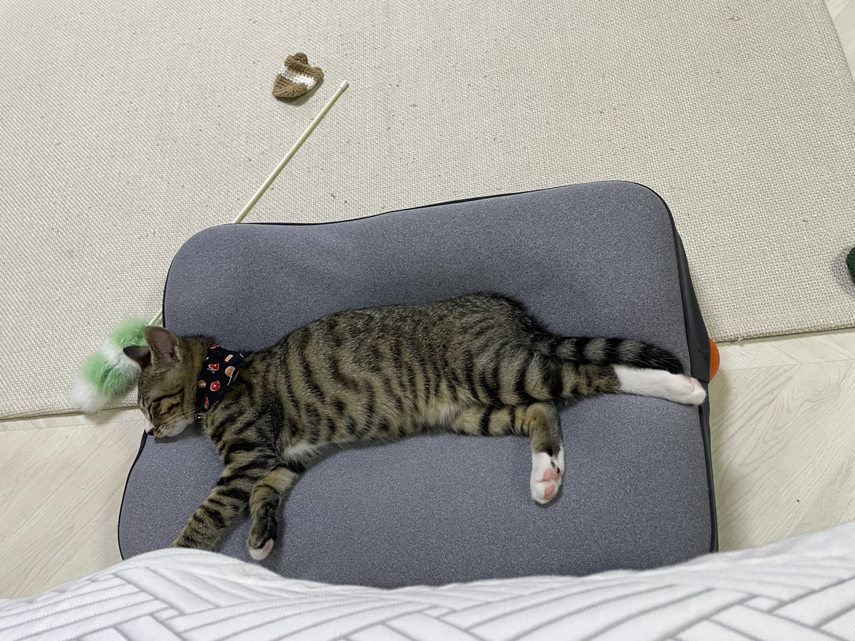 와기 고양이란
자기 무시하지 말라고 꽥!하고 폭-하고 잠듦ㅋ #메이