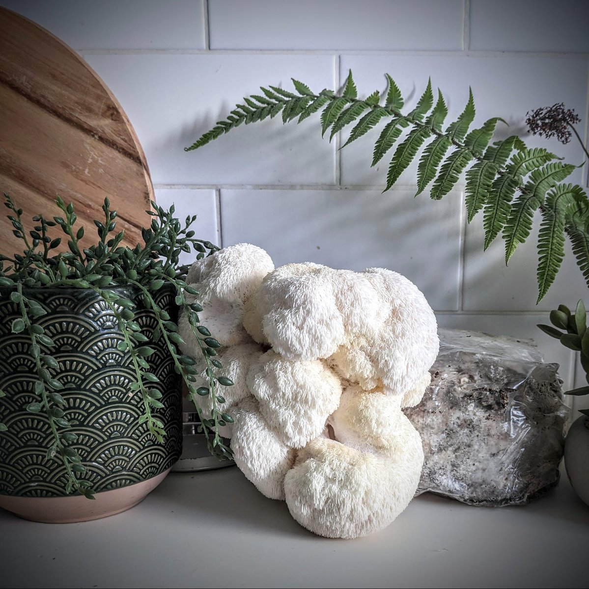 The Lockdown Garden (@gardenlockdown) on Twitter photo 