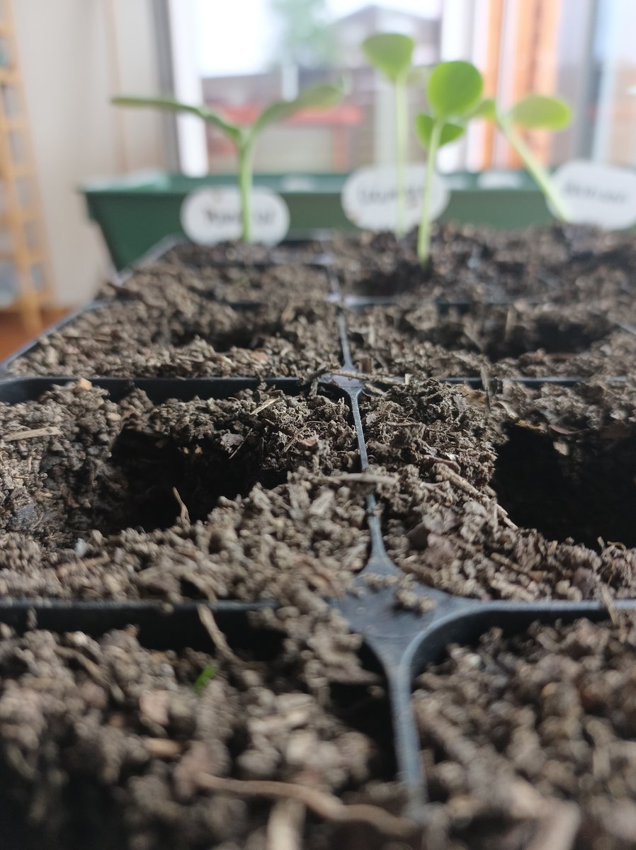 The greatest gardening skill isn’t plant identification or pest management. It’s soil creation.

When you can transform waste into fertile growing medium, you become truly independent.

No more supply chain dependence. 
No more overpriced inputs. 
No more chemical contamination.