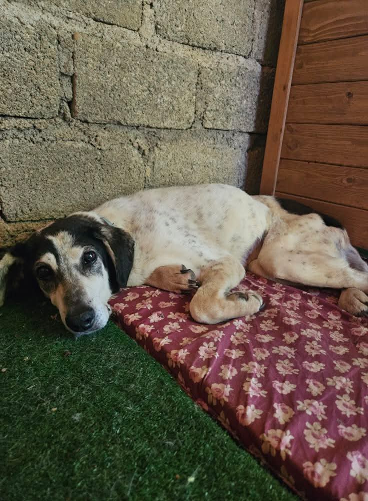 NON HA VOGLIA DI VIVERE E A ME FA TANTA PENA😭 NONNA PATTY È SEMPRE ASSENTE, NON LE PIACE IL MONDO, NON HA VOGLIA DI NULLA.
LE SUE GIORNATE LE PASSA COSÌ. RANNICCHIATA NEL SUO ANGOLO. 
14 ANNI DI CANILE L'HANNO ANNIENTATA.😪
NON HA MAI MOSSO LA CODA, 
MAI UN CENNO DI FELICITÀ PER