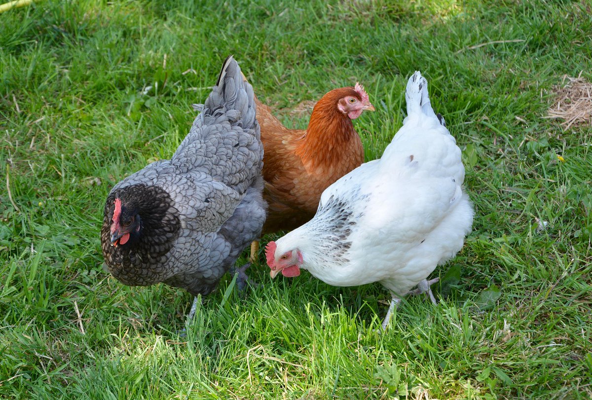 Help Consumatori (@helpconsumatori) on Twitter photo Galline allevate in gabbia, Animal Equality: la Svezia dice basta #EndTheCageAge <a href="/AE_Italia/">AnimalEqualityItalia</a>
helpconsumatori.it/diritti/beness… via @helpconsumatori Galline allevate in gabbia, Animal Equality: la Svezia dice basta #EndTheCageAge <a href="/AE_Italia/">AnimalEqualityItalia</a>
helpconsumatori.it/diritti/beness… via @helpconsumatori