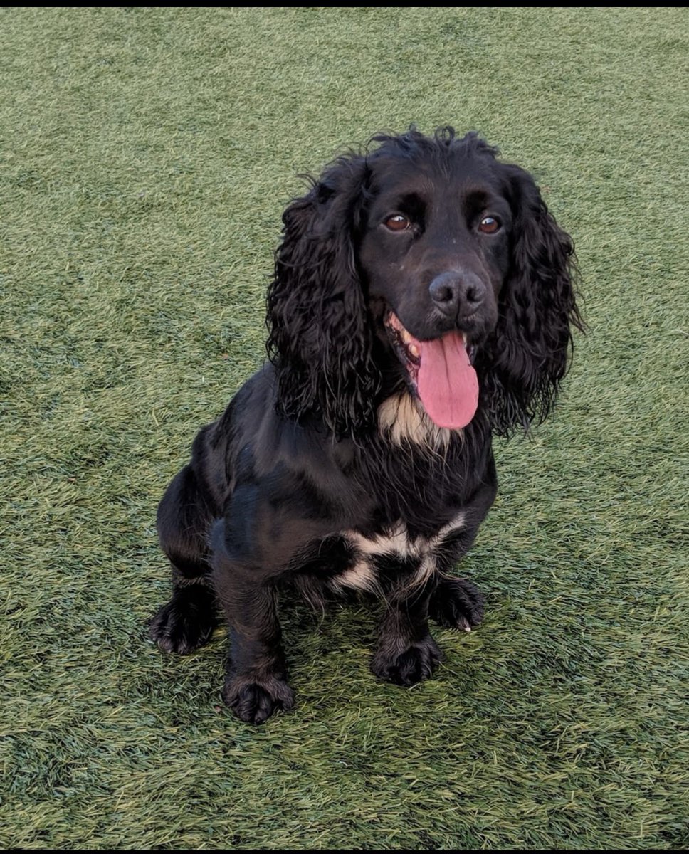 🌟 OFFICIALLY RETIRED 🌟 

With an influx of new recruits into our Unit, its now time for 2 more veterans to retire.  

PD Ben (L) &amp; PD Billy (R), have amassed 16yrs service between them!  Dedicated to the end, but now time to put the paws up!  👏🏼  

#WhatWeTrainFor
#RetiredDugs