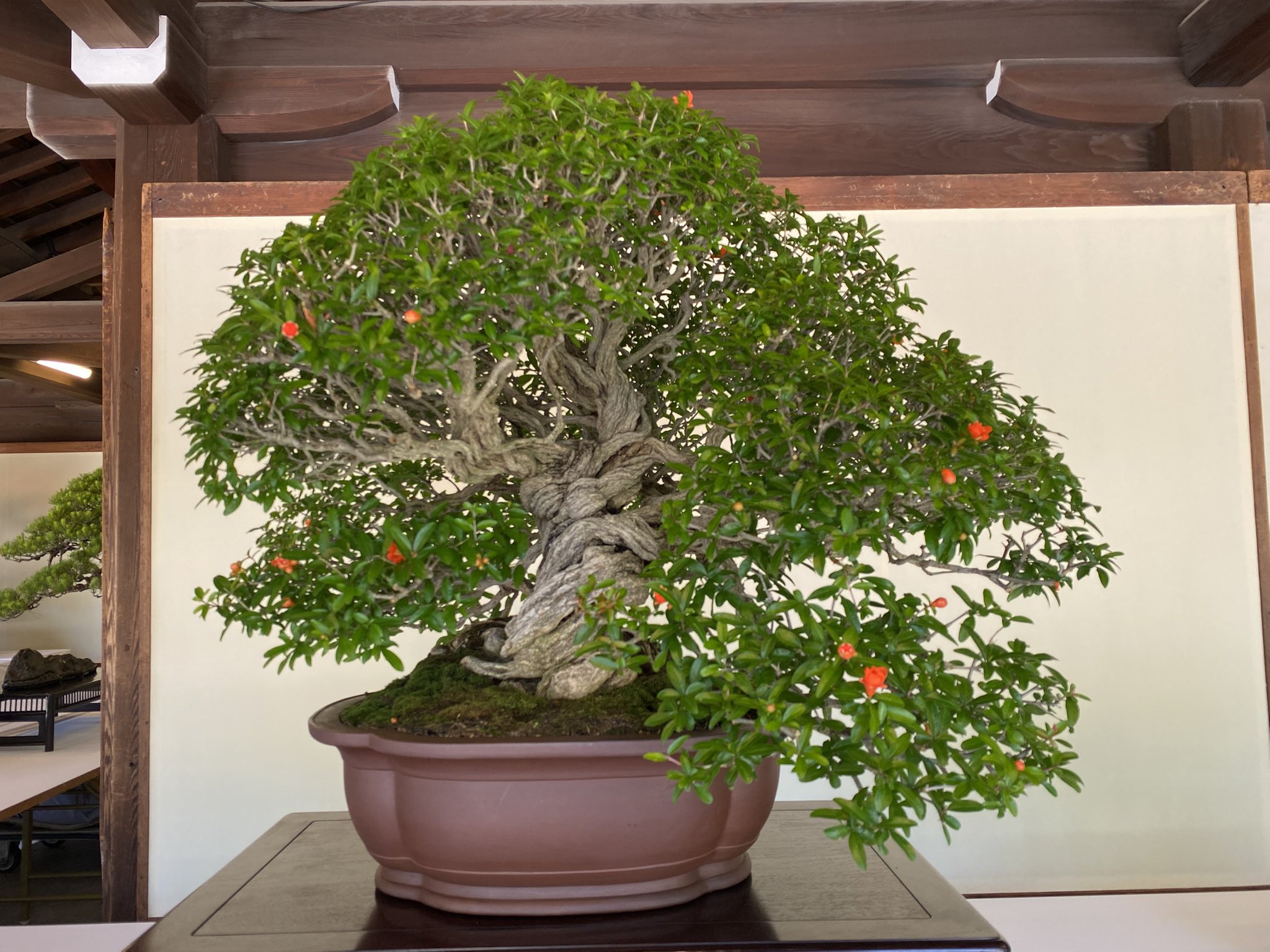 盆栽鉢　美芸　雷紋柄 盆栽鉢 常滑 銭号 小型 長辺 約19cm 長方鉢 外縁 下帯