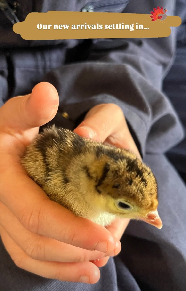 St George's CE Primary School (@stgeorgeskent) on Twitter photo Our pockets will be checked on the way home to make sure we've not hidden one of these away!
<a href="/Treginnis_FFCC/">Lower Treginnis - Farms for City Children</a> #FarmersForAWeek
#TooCute ❤️ Our pockets will be checked on the way home to make sure we've not hidden one of these away!
<a href="/Treginnis_FFCC/">Lower Treginnis - Farms for City Children</a> #FarmersForAWeek
#TooCute ❤️