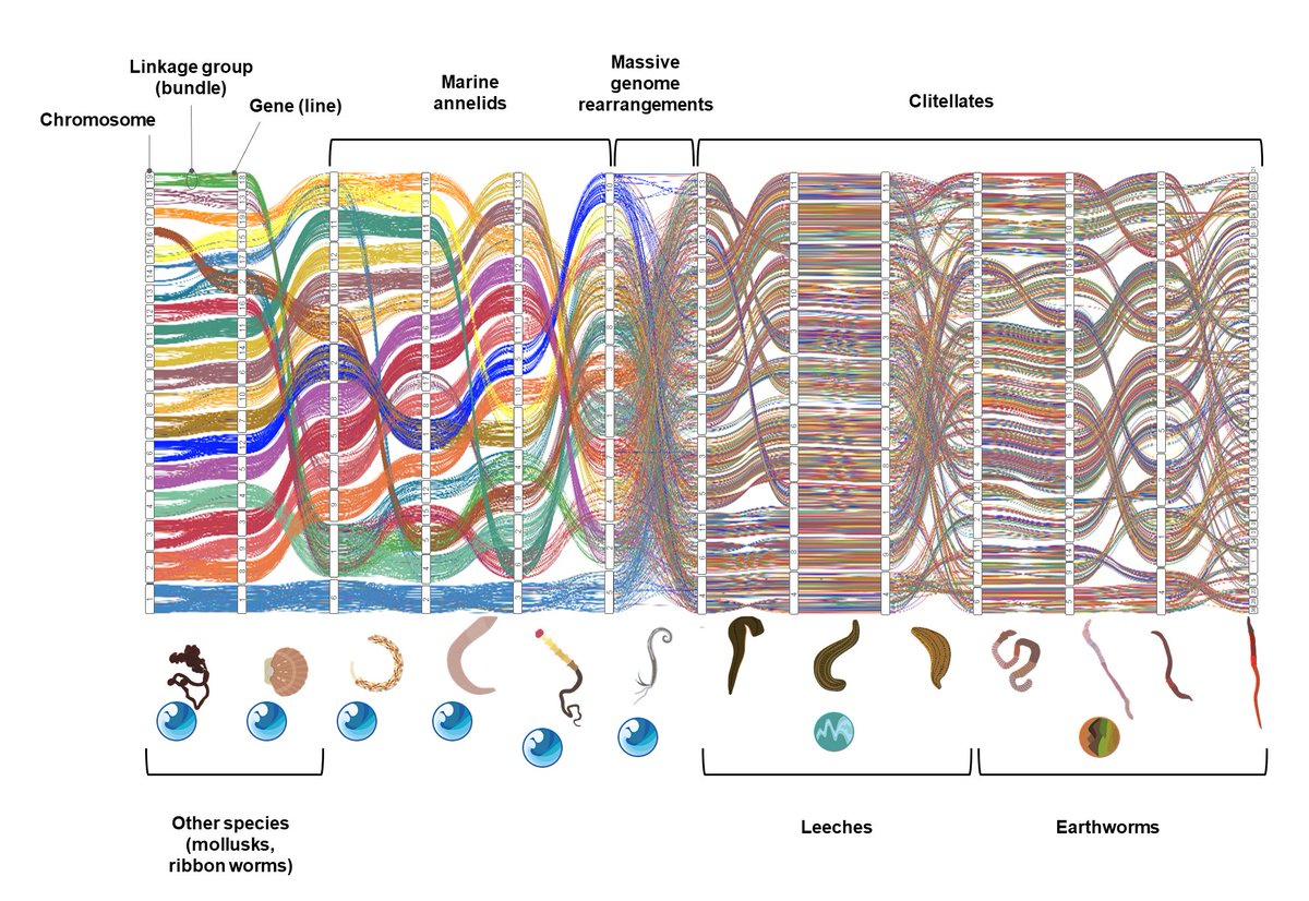 Institute of Evolutionary Biology (IBE) (@ibe_barcelona) on Twitter photo Els cucs de terra revelen un mecanisme evolutiu que podria desafiar Darwin🧬🪱
📕Un estudi de genòmica comparativa de l'<a href="/IBE_Barcelona/">Institute of Evolutionary Biology (IBE)</a> sobre cucs de terra i els seus parents marins mostra que van colonitzar la terra a través de salts evolutius.
👉shorturl.at/IyWqH Els cucs de terra revelen un mecanisme evolutiu que podria desafiar Darwin🧬🪱
📕Un estudi de genòmica comparativa de l'<a href="/IBE_Barcelona/">Institute of Evolutionary Biology (IBE)</a> sobre cucs de terra i els seus parents marins mostra que van colonitzar la terra a través de salts evolutius.
👉shorturl.at/IyWqH