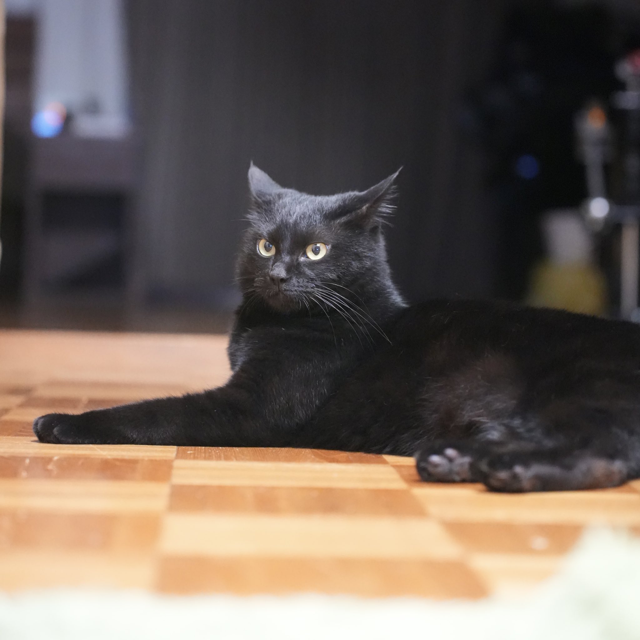 セール 海外 黒猫つくねちゃん太しっぽ on X:  チャーム