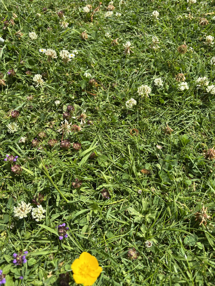 Not mowing the lawn is allowing a lovely set of wildflowers to grow…

We have self heal, red and white clover, daisies, bugle and buttercups so far