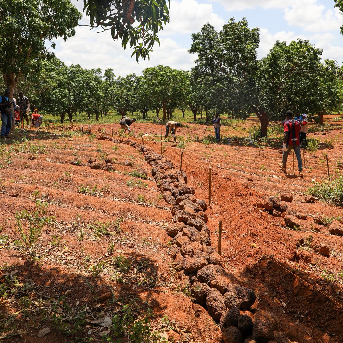 WFP_Cotedivoire's tweet image. 📢 #HappeningNow
Du 15 au 21 juin, @WFP_Cotedivoire forme des communautés de la région du Poro 🇨🇮 à l’#agroforesterie et à la préparation durable des terres. L’objectif est d’améliorer les pratiques agricoles tout en préservant les sols et les ressources naturelles.