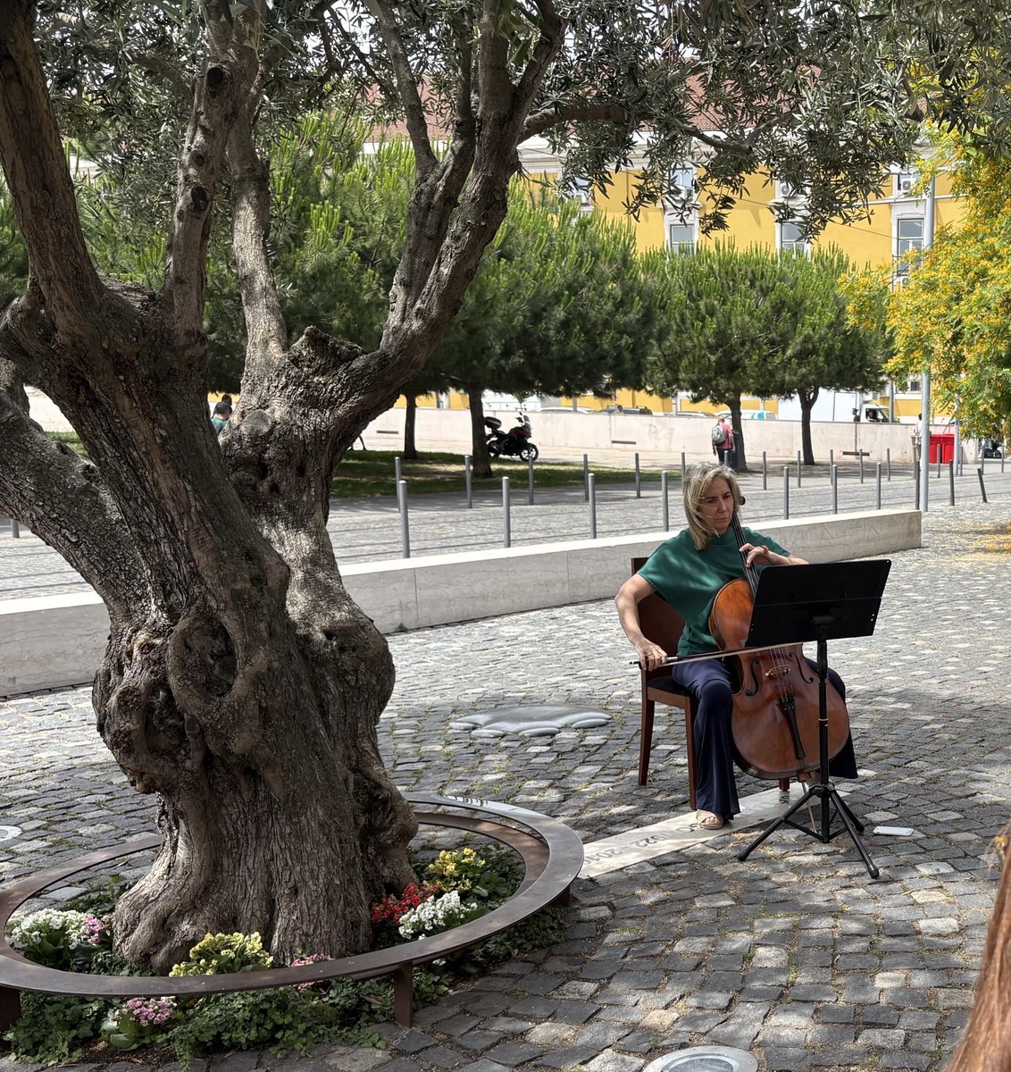 Irene Lima poniendo música en el cielo junto al olivo que acoge a José #Saramago. Han pasado15 años de su último día, desde entonces el escritor habita en libros y corazones. #Belleza #QueEstaEmociónNoSe PaseNunca 🌹🌹🌹🌹🌹