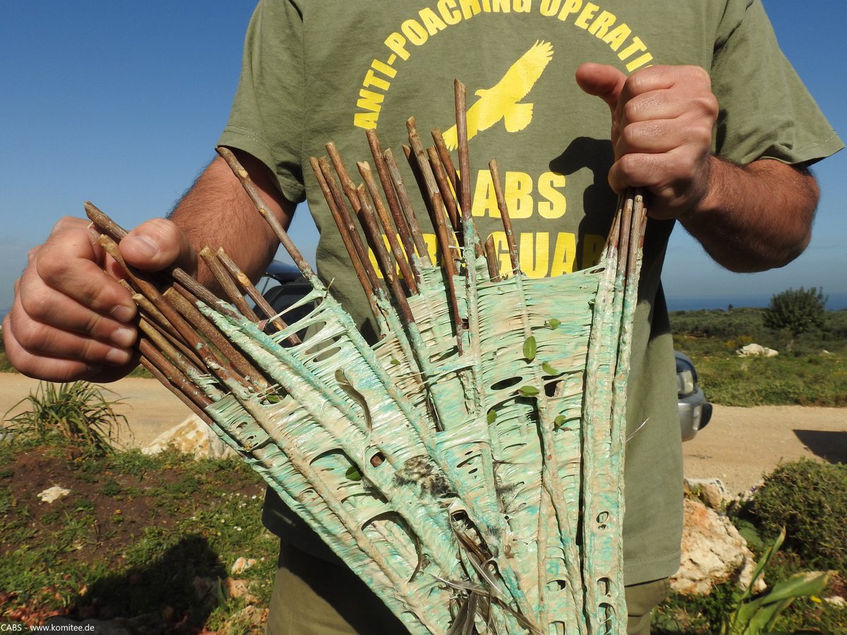 CABS_REPORTS's tweet image. 2/3

Over five decades CABS teams have collected 115,781(!!) limesticks, with Cyprus accounting for the majority (71,269), followed by Spain (43,170). 

Limestick use is declining across Europe, notably in Spain (from 16,000 to 2,000 annually) &amp;amp; now banned in France (2021) …