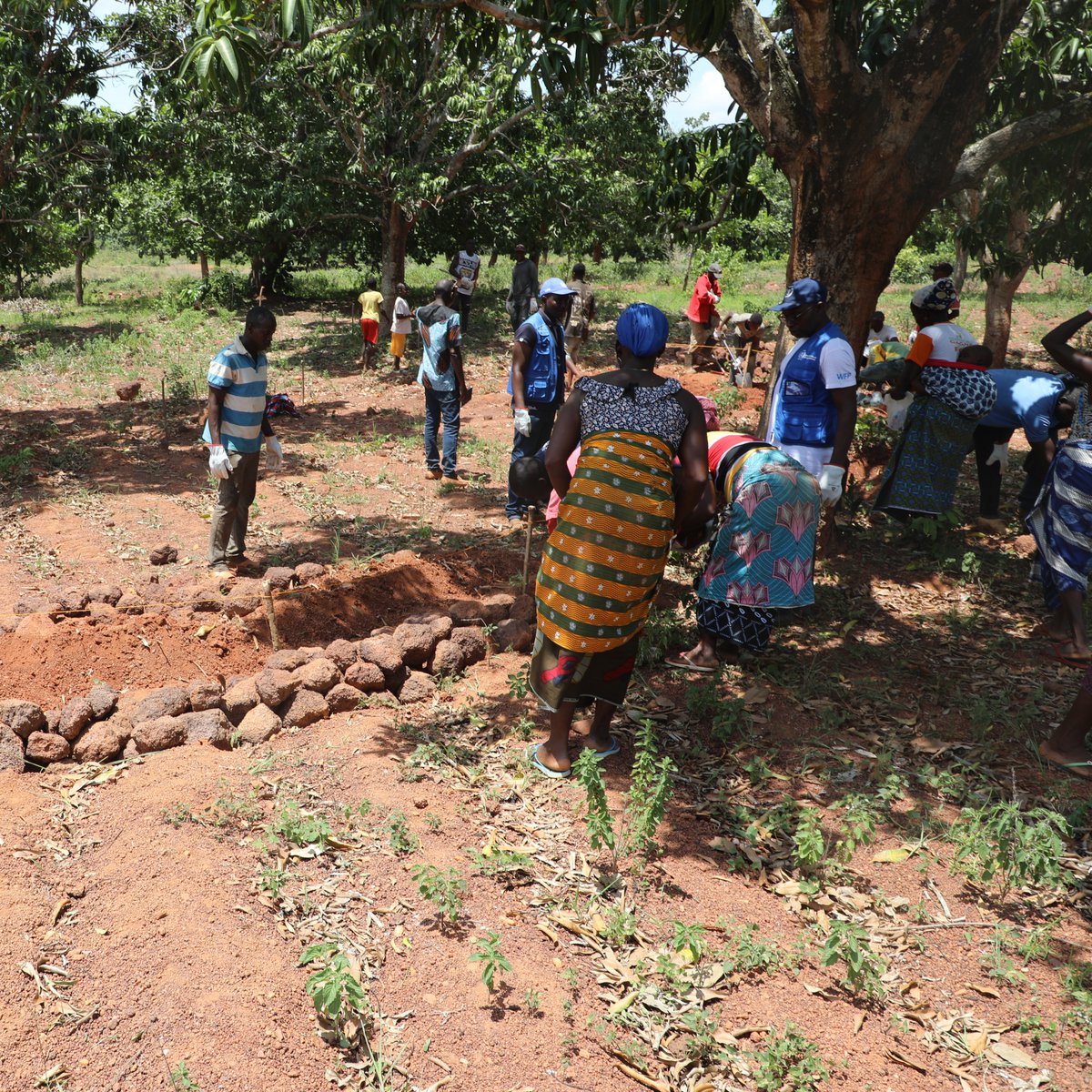 WFP_Cotedivoire's tweet image. 📢 #HappeningNow
Du 15 au 21 juin, @WFP_Cotedivoire forme des communautés de la région du Poro 🇨🇮 à l’#agroforesterie et à la préparation durable des terres. L’objectif est d’améliorer les pratiques agricoles tout en préservant les sols et les ressources naturelles.