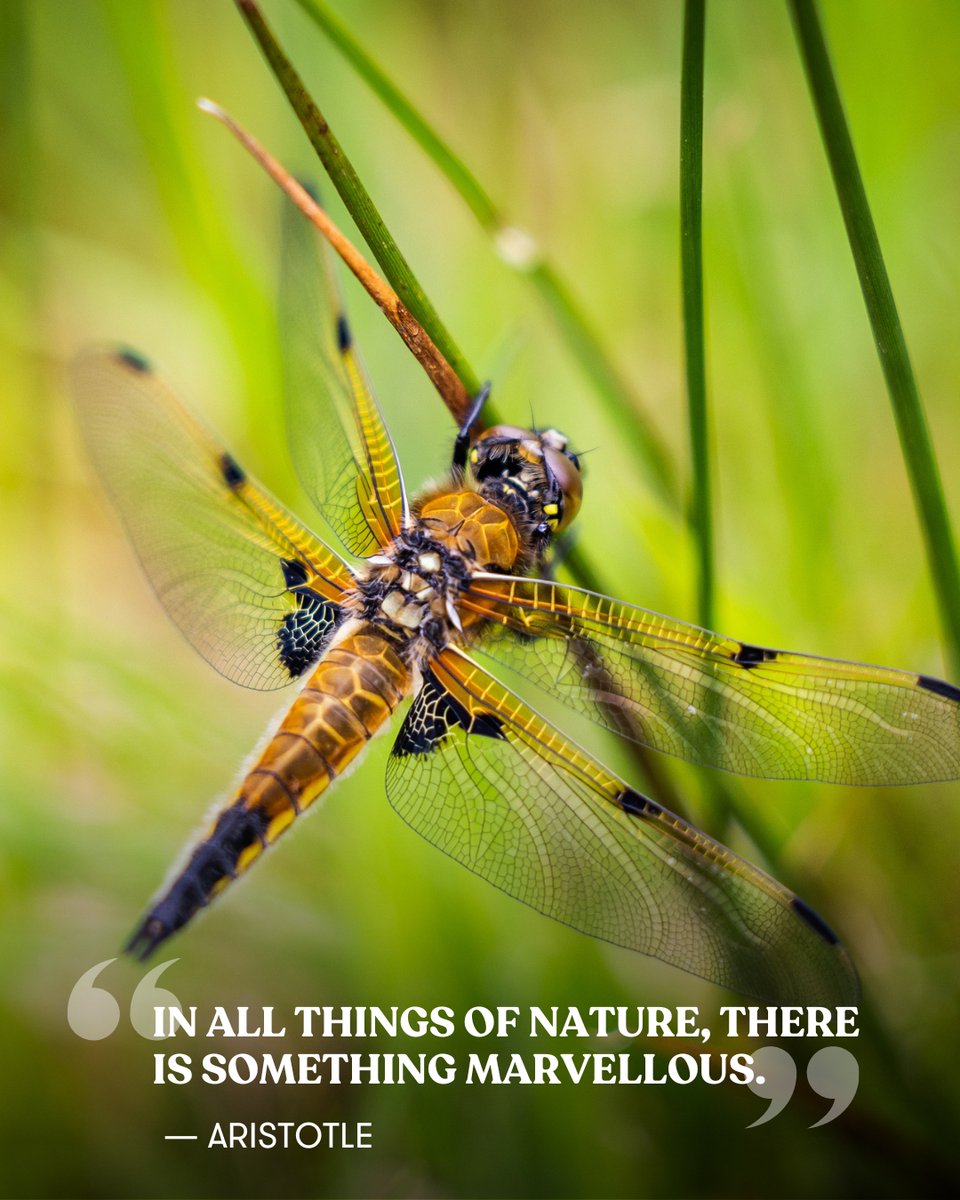 "In all things of nature, there is something marvellous." - Aristotle

From the buzzing of dragonflies and busy pollinators to delicate lichens and the fluttering of aspen leaves - the more we pause to notice nature, the deeper our connection and enjoyment grows. 💚
