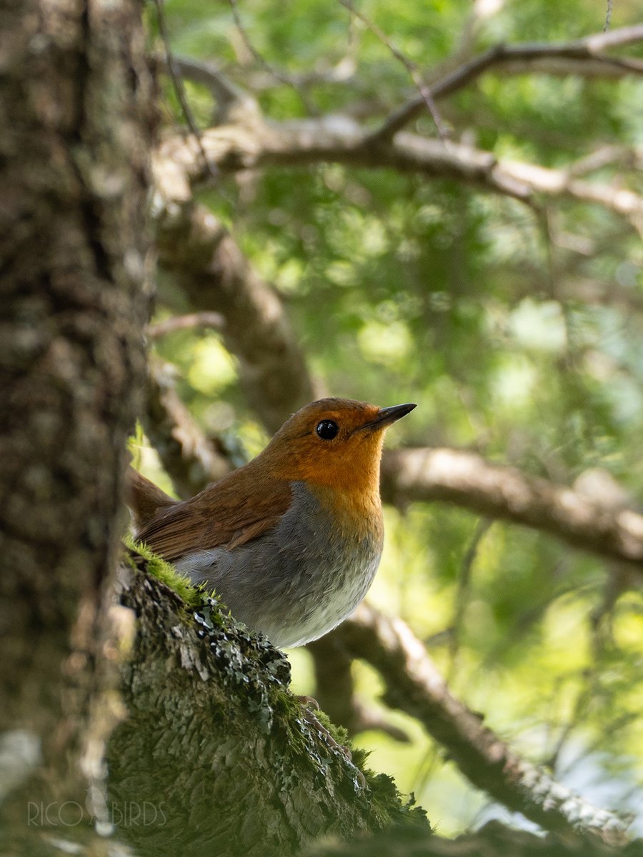 森のお嬢様
#コマドリ #野鳥 #野鳥撮影