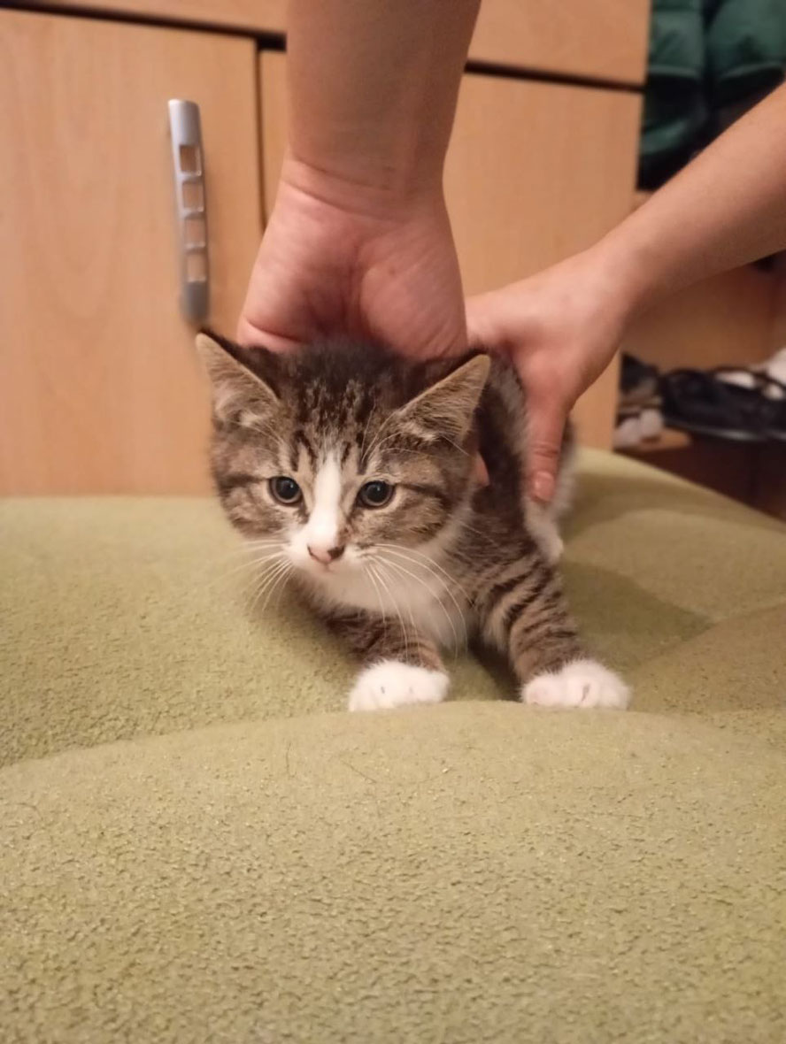 #Москва и МО
💗 Котенок Мася в добрые руки! 🏡 🐈
Пол: девочка.
Возраст: 2-2,5 месяца.
Ищет дом активная девочка Мася. От внешних и внутренних паразитов обработана, анализы на пан, влк и вик отрицательные. В лоток сходила сразу. Ест сухой и влажный корм.