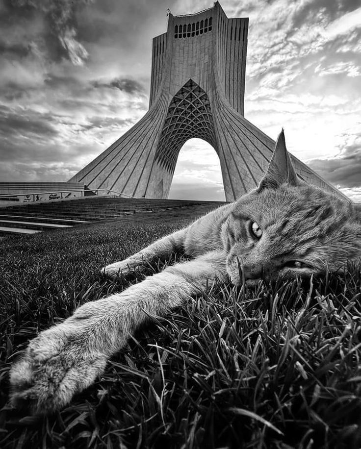 _wysky_'s tweet photo. ولی طهرانمون»»» https://t.co/E1iOEEldau