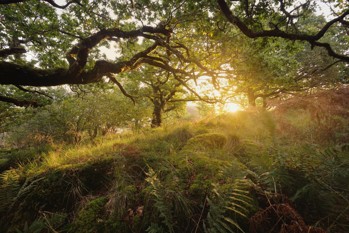 🌞 Grian-stad an t-samhraidh, - the summer solstice, “the sun’s pause” in Gaelic.
A moment of stillness at the height of light.
We’re in An t-Ògmhios - “the young month” of June - a time of growth, energy, and renewal.

Nature is alive with light and life.
#Gàidhlig