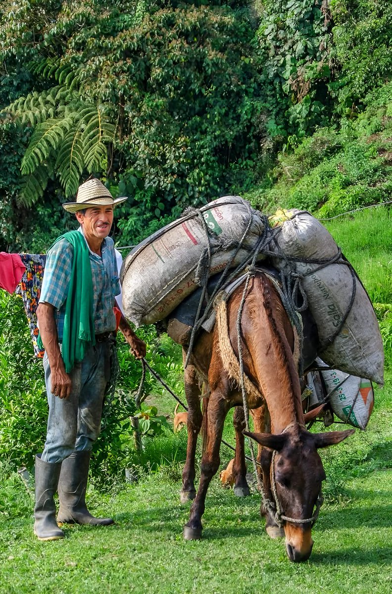 Cuando pasan los arrieros...