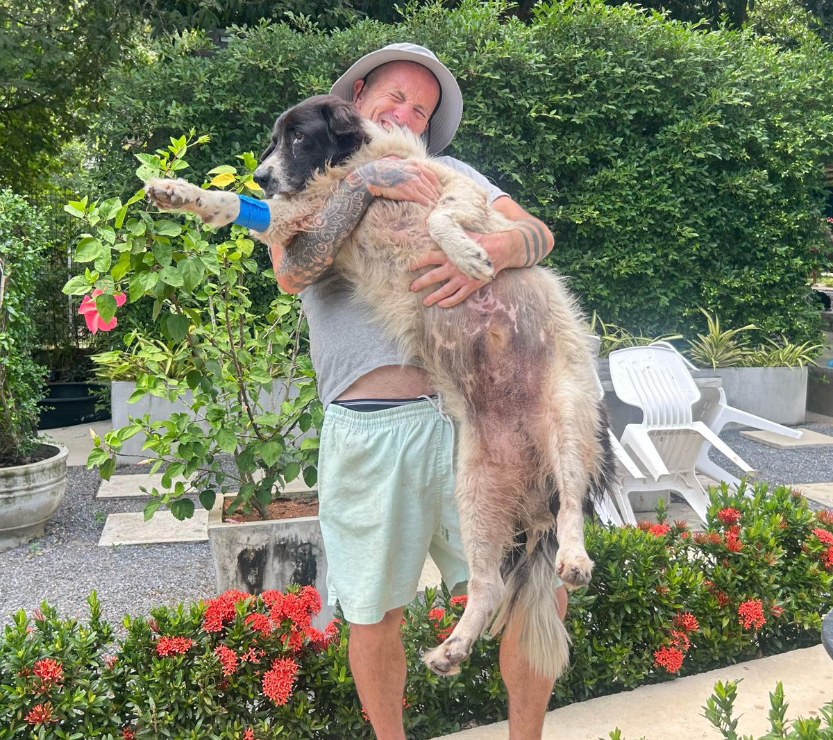4 months ago Panda came into us. 

He was chronically overweight. He was so critically ill we thought we could just give him some comfort in his last days. 

Today he has transformed into an incredible dog (1/6) 🧵