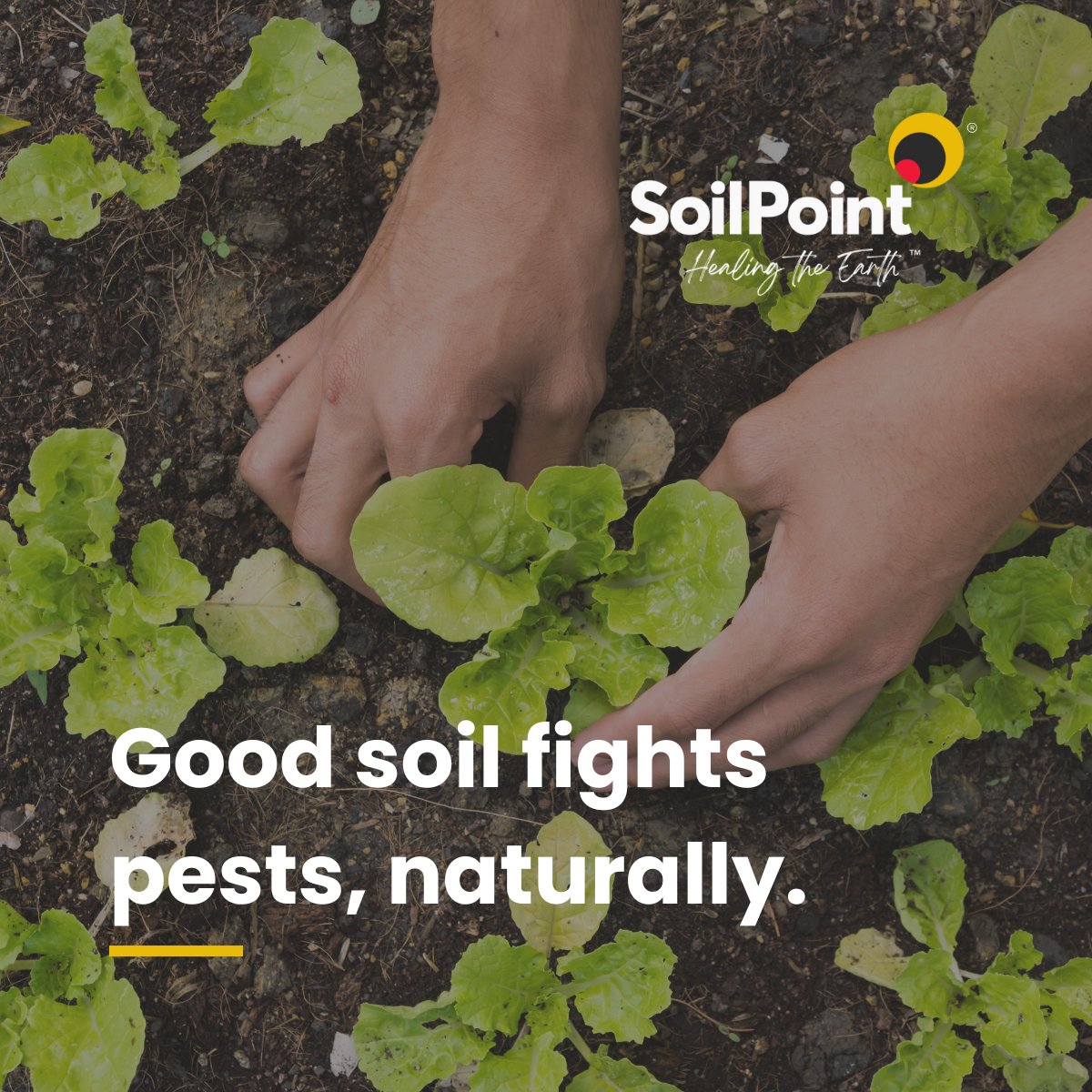 Pest management isn’t just about eliminating pests, it’s about balance. Healthy soils create stronger plants that are naturally more resilient to pests and disease.
 
Relying solely on chemical controls disrupt soil biology and harm beneficial organisms. A better approach?