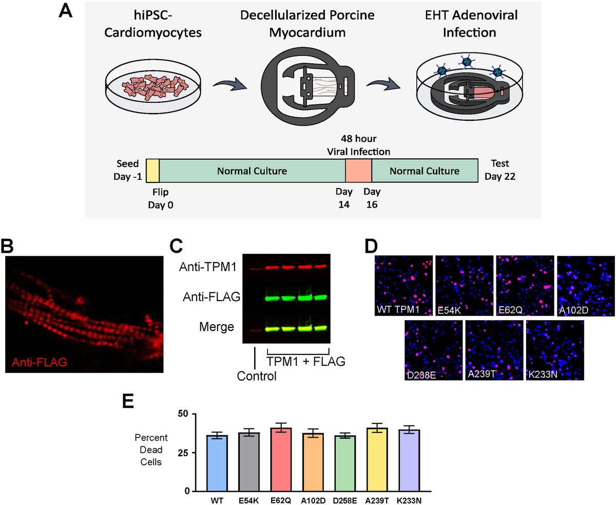 Journal of Precision Medicine: Health and Disease (@jprecisionmed) on Twitter photo Saiti S. Halder from <a href="/YaleEngineering/">Yale Engineering</a> et al. evaluated the #pathogenicity of TPM1 variants of unknown significance using in-silico and in-vitro models 🧬💻
📜 Read the #Research article here:
sciencedirect.com/science/articl… Saiti S. Halder from <a href="/YaleEngineering/">Yale Engineering</a> et al. evaluated the #pathogenicity of TPM1 variants of unknown significance using in-silico and in-vitro models 🧬💻
📜 Read the #Research article here:
sciencedirect.com/science/articl…