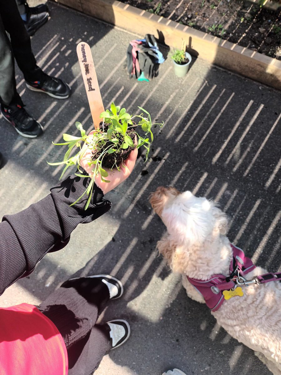 Mr Lamprey (@sportatclifton) on Twitter photo Year 5 are busy planning and planting for their #enterprise week in July! More stalls to be unveiled soon!! <a href="/CliftonPrim/">CliftonPrimary</a> <a href="/CliftonCoHead/">Dr Allen</a> <a href="/MissBi17/">Miss Bi</a> <a href="/MrsBhachu/">Mrs Bhachu</a> <a href="/MrBhachuMaths/">Mr Bhachu</a> <a href="/The_RHS/">The RHS</a> <a href="/GardenNewsmag/">Garden News</a> Year 5 are busy planning and planting for their #enterprise week in July! More stalls to be unveiled soon!! <a href="/CliftonPrim/">CliftonPrimary</a> <a href="/CliftonCoHead/">Dr Allen</a> <a href="/MissBi17/">Miss Bi</a> <a href="/MrsBhachu/">Mrs Bhachu</a> <a href="/MrBhachuMaths/">Mr Bhachu</a> <a href="/The_RHS/">The RHS</a> <a href="/GardenNewsmag/">Garden News</a>