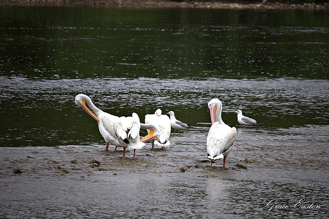 GraceOnFire2's tweet image. "A lot of guys like to go to the beach and bring a crowd, but not me. I like to be alone and out there with a couple of pelicans." - Robert Englund
White Pelicans in Southern Ontario. Very rare where I am. Special thanks to @Jdavis_Halton
#photography #pelicans #nature #birds
